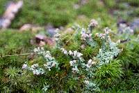 Cladonia subcariosa image