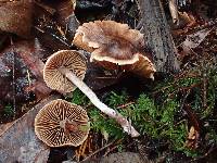 Cortinarius casimiri image