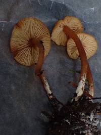 Rhodocybe nitellina image