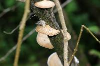 Daedaleopsis confragosa image