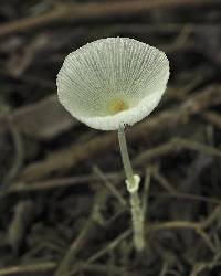 Leucocoprinus fragilissimus image