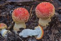 Amanita persicina image