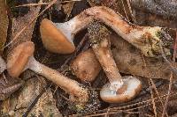 Armillaria gallica image