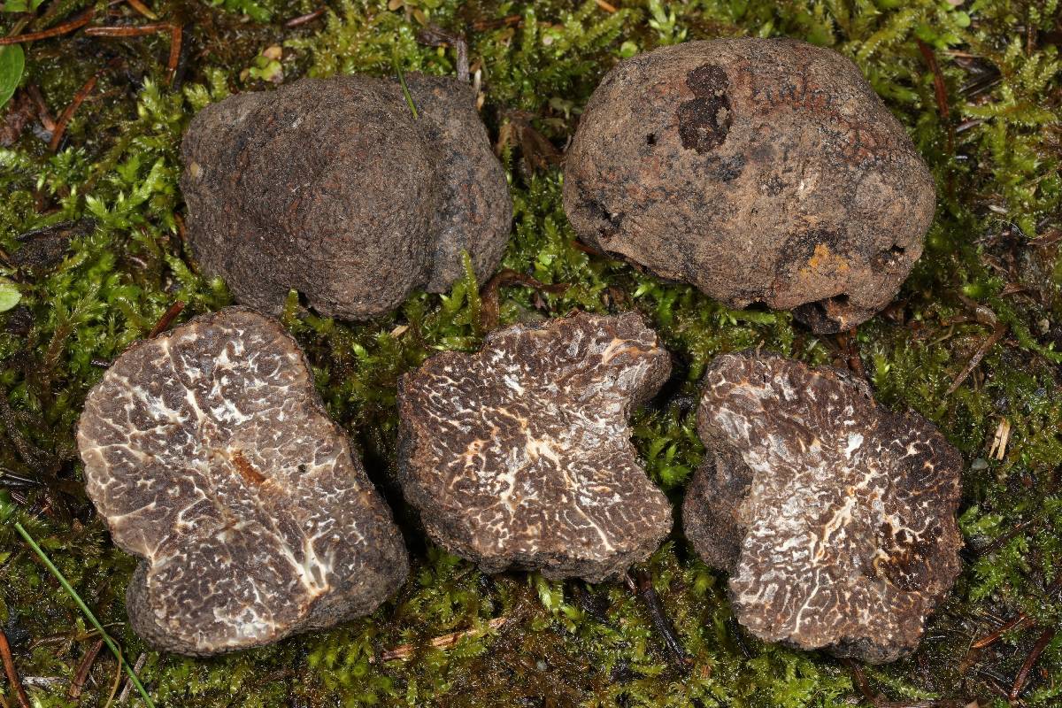 Tuber macrosporum image