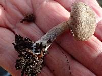 Inocybe lacera image