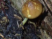 Pluteus romellii image