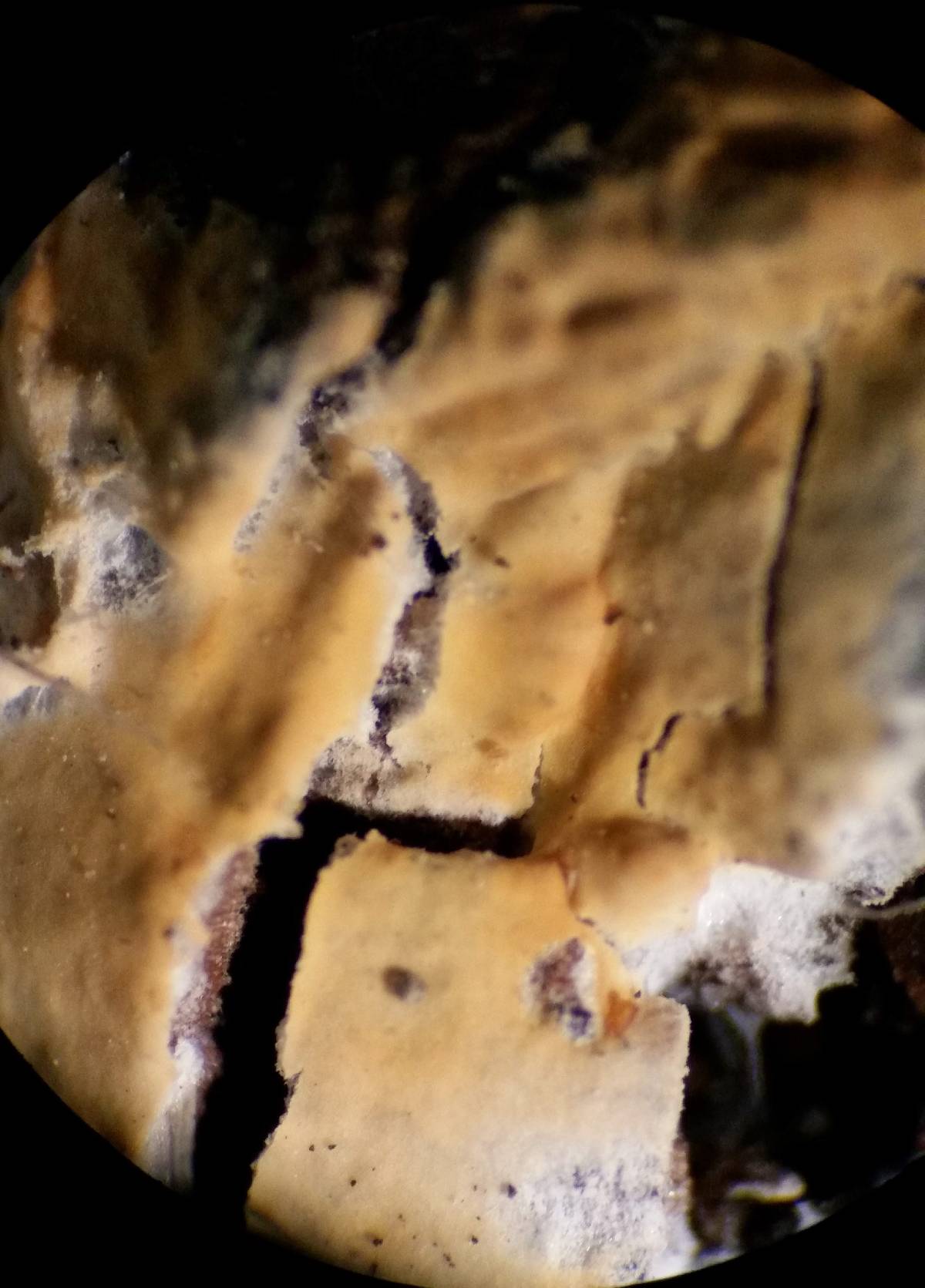 Peniophora pseudoversicolor image