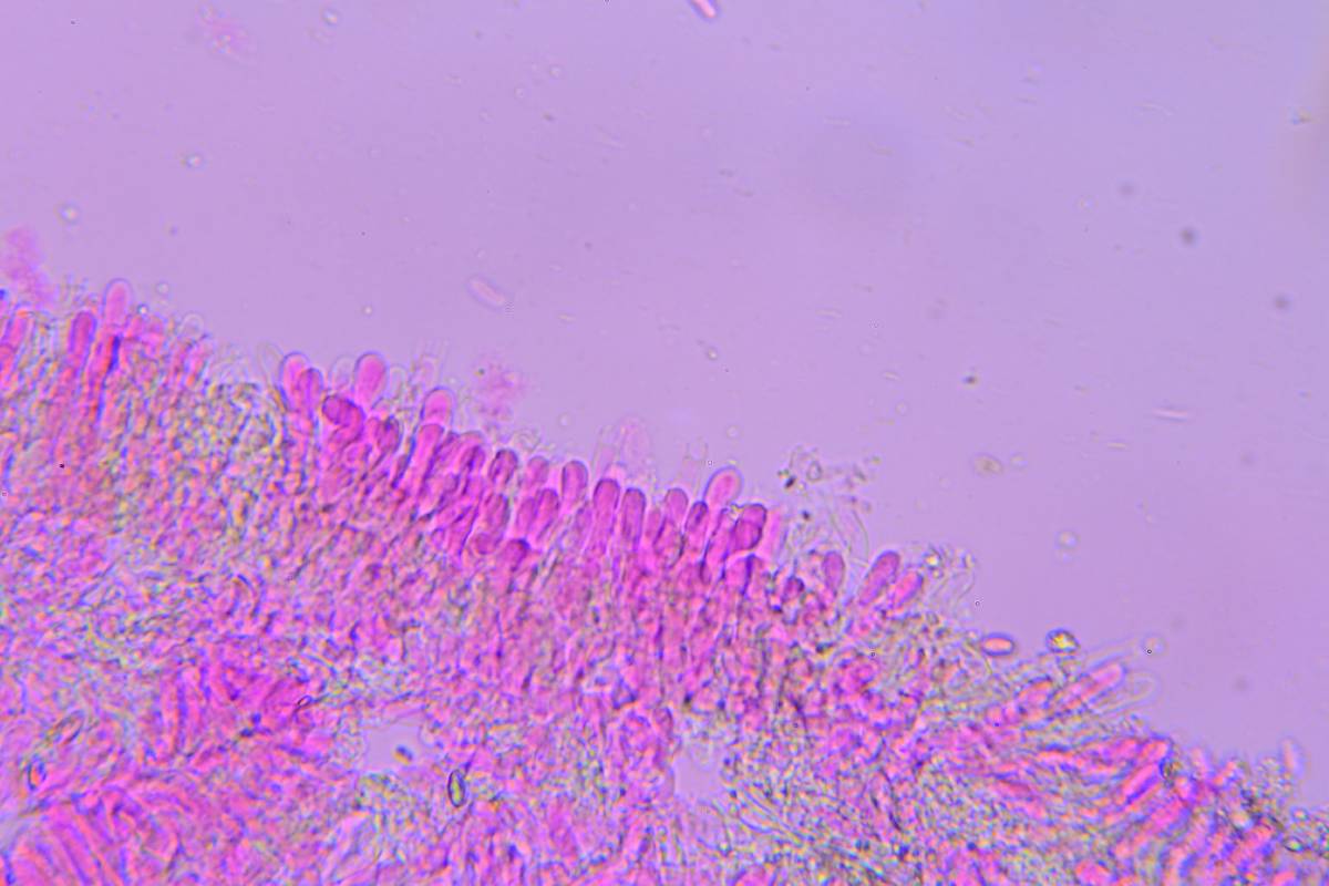 Peniophora pseudoversicolor image