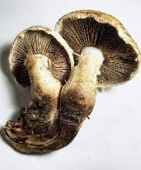 Hemipholiota populnea image