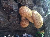 Gymnopilus ventricosus image