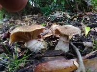 Armillaria gallica image