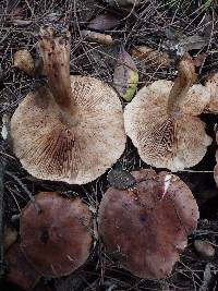 Tricholoma albobrunneum image