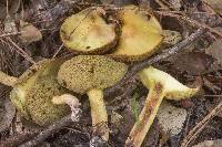 Suillus hirtellus image