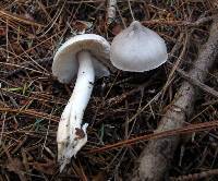 Tricholoma virgatum image