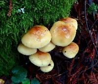 Hypholoma capnoides image