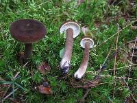 Lactarius lignyotus image