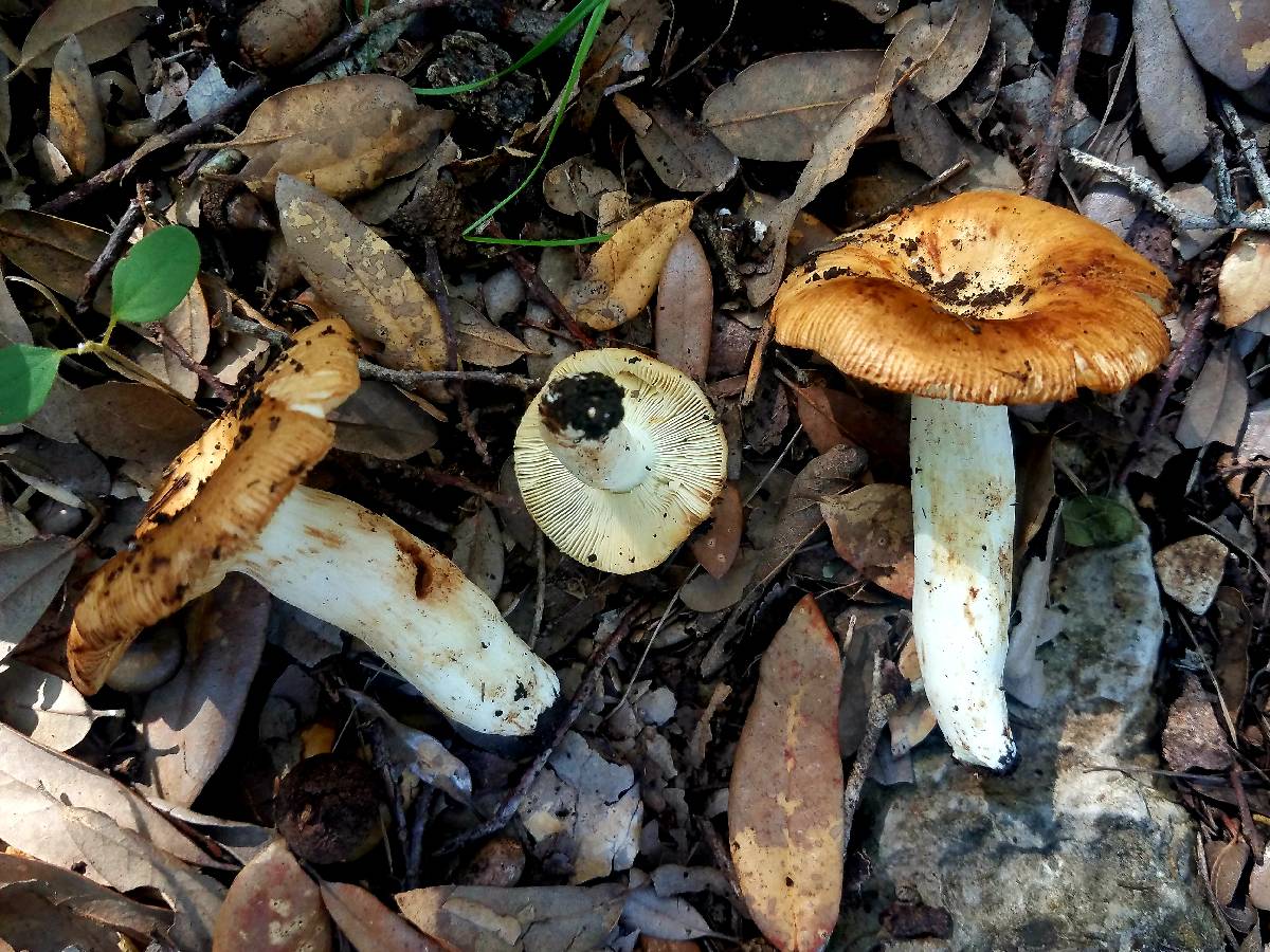 Russula foetentula image