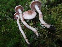 Hygrophorus erubescens image