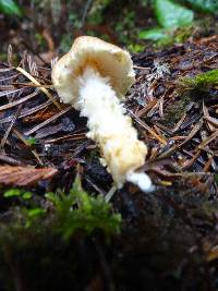 Lepiota magnispora image