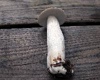 Boletus nobilissimus image