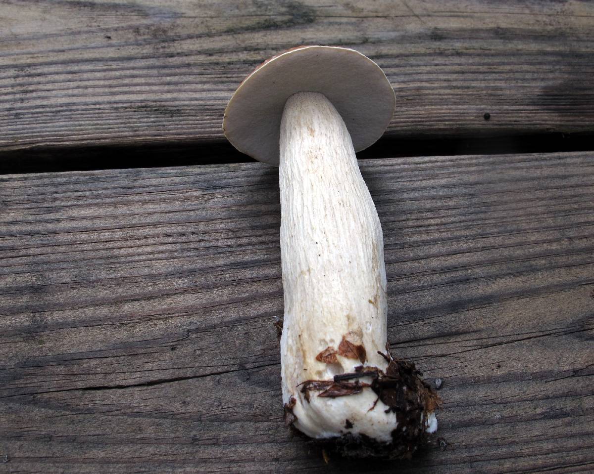 Boletus nobilissimus image