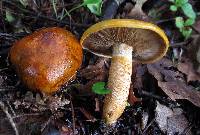 Tricholoma aurantium image