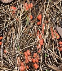 Lycogala epidendrum image