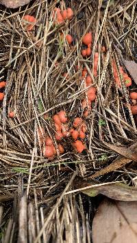 Lycogala epidendrum image