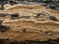 Perenniporia tenuis image