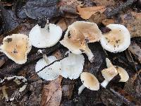 Hygrophorus laurae image