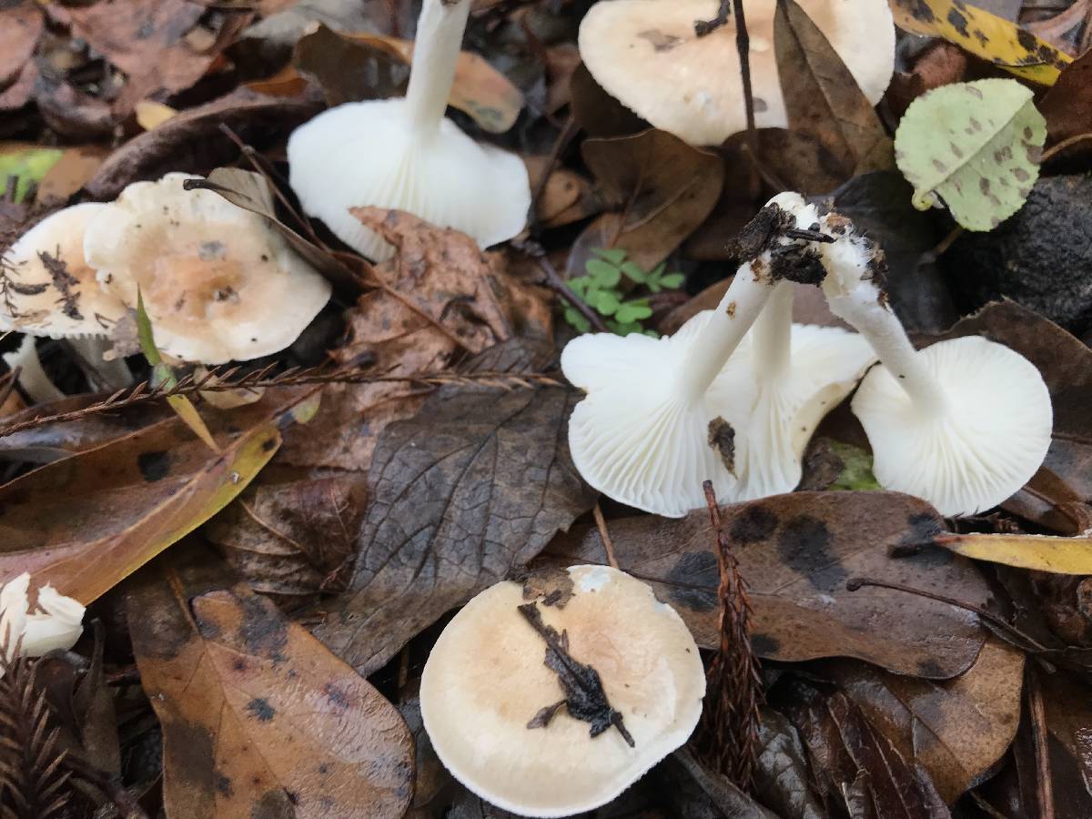 Hygrophorus laurae image