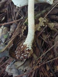 Amanita cruzii image