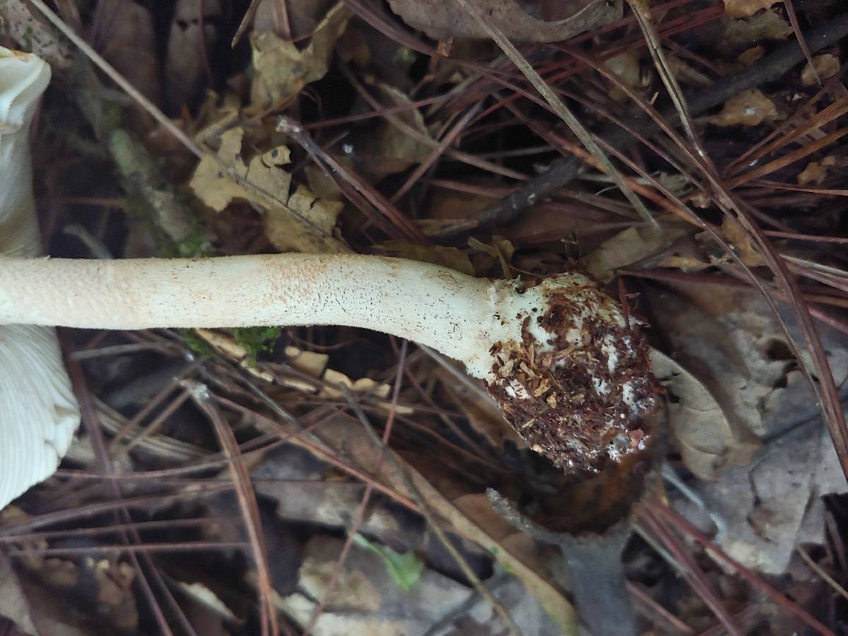 Amanita cruzii image