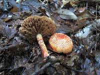 Cortinarius bolaris image