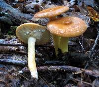 Lactarius volemus image