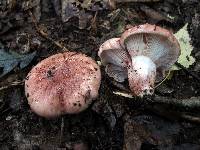 Hygrophorus russula image