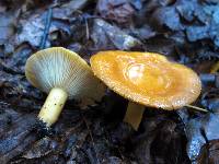 Lactarius croceus image