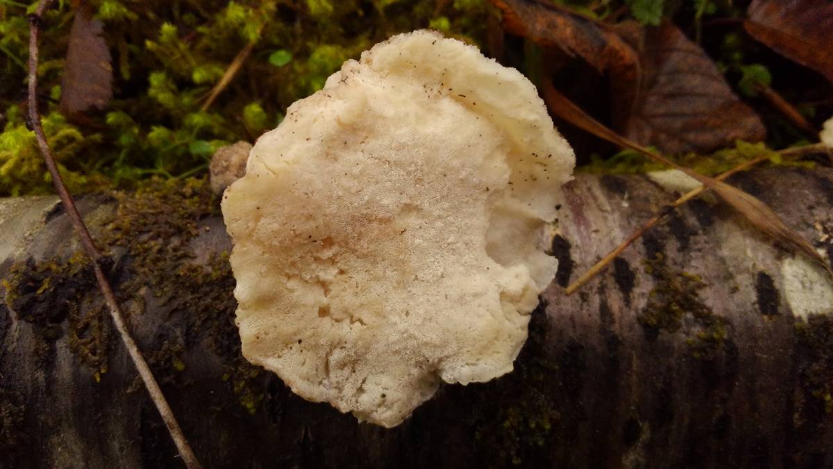 Tyromyces galactinus image