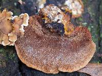 Phellinus gilvus image