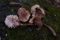 Mycena galericulata image