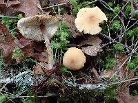 Cystoderma amianthinum image