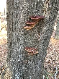 Ganoderma sessile image