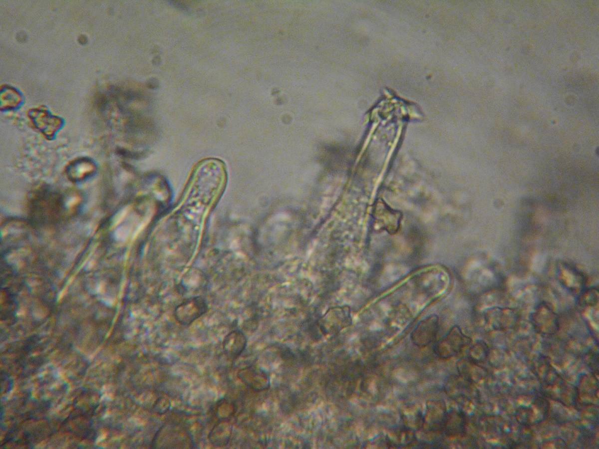 Inocybe ceskae image
