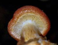 Gymnopilus aurantiophyllus image