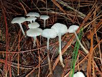 Marasmius calhouniae image