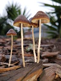 Parasola conopilea image