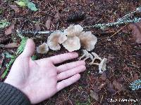 Clitocybe fragrans image