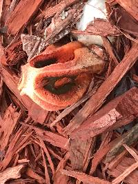 Clathrus columnatus image