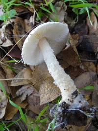 Lepiota spheniscispora image