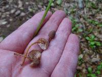 Mycena californiensis image